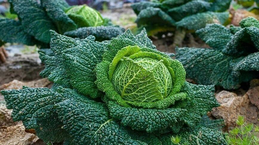 nature-3159613_960_720|GTOF|GT2018